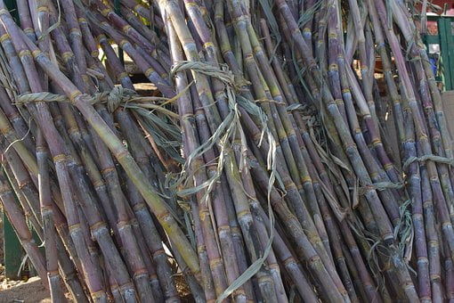 sugarcane-2857972__340